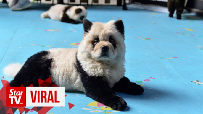 Cute or cruel? 'Panda dog' cafe in China faces backlash