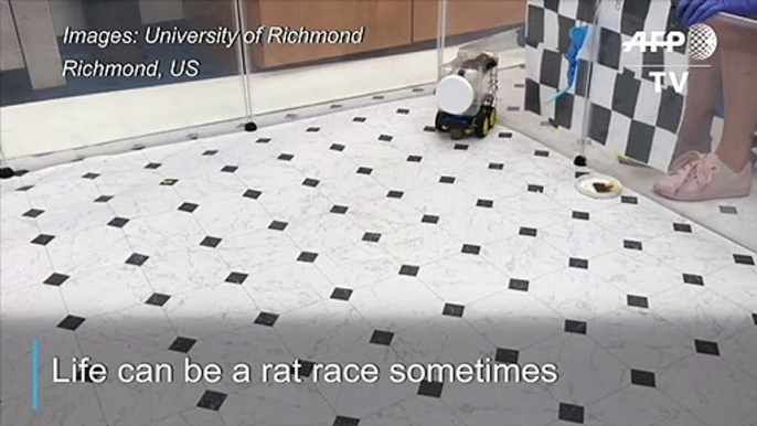 Scientists successfully train rats to drive tiny cars