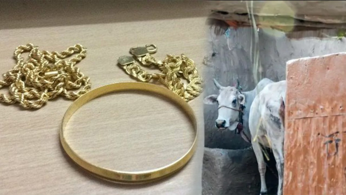 தங்க நகையை சாப்பிட்ட மாடு..சாணிக்காக காத்திருக்கும் குடும்பம் | Bull Eats 40 Grams Of Gold Ornaments