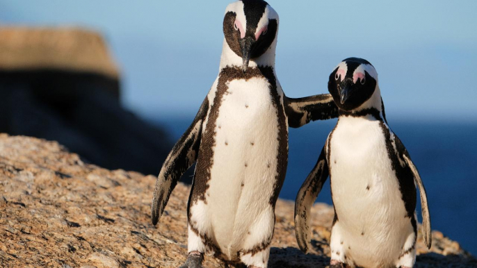 Penguins Speak Like People, According to New Research