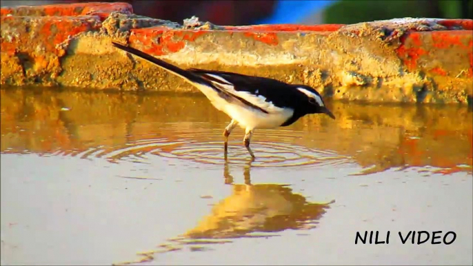 The ROBIN BIRD or White browed wagtail   beautiful Hd Video