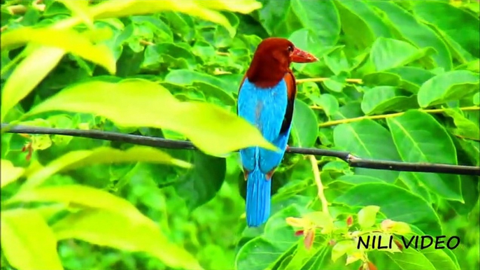 Beautiful White throated kingfisher bird |Hd video|