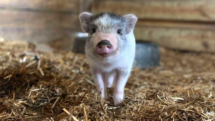 A South Carolina Animal Sanctuary Needs Volunteers to Cuddle Its Pigs