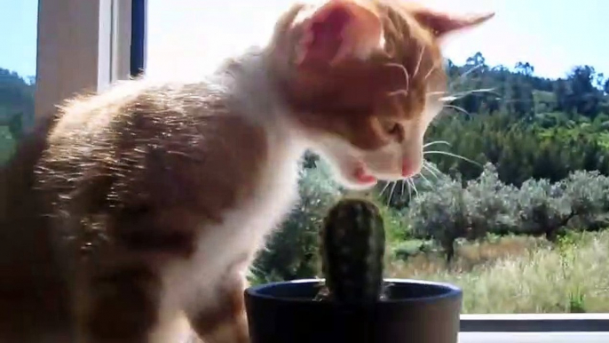 Ce chat essaye de manger un cactus !