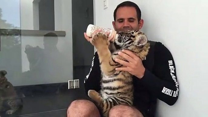 Ce dresseur nourrit ses bébés félins au biberon, lionceau, tigron, bébé panthère...