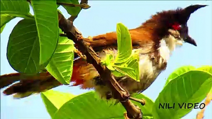 Beautiful bulbul bird drying her feather (Pycnonotus jocosus) Hd Video