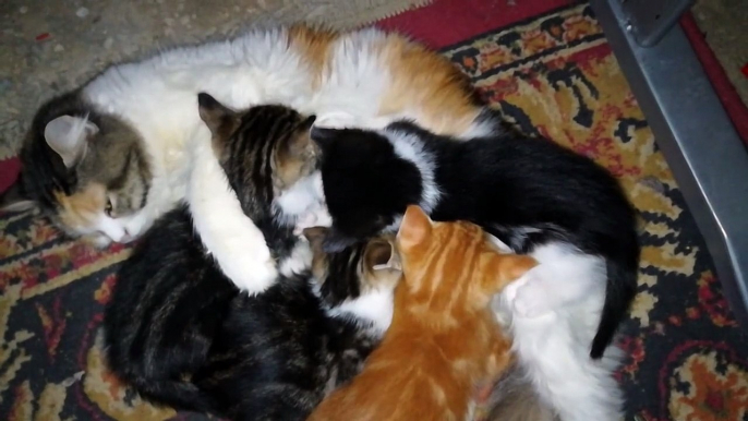 Mother Cat Takes Care Of Four Twins Kitties ' Breastfeeding Time '