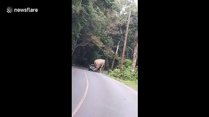 Terrifying moment wild elephant CRUSHES passing car on mountain road in Thailand