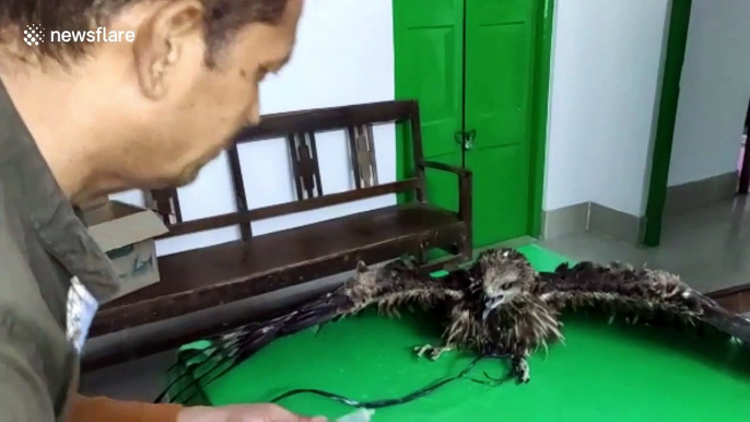 Man revives ailing eagle in northeastern India then releases it into the wild