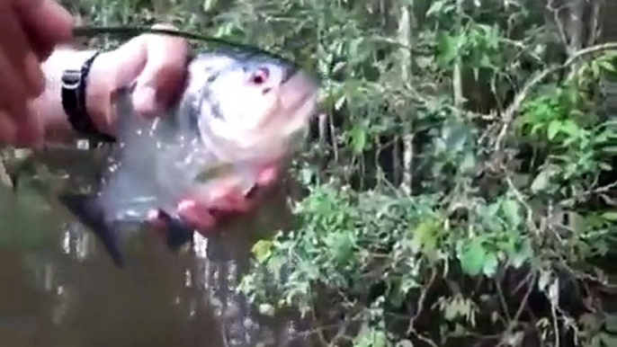 Regardez la puissance de la mâchoire du piranha