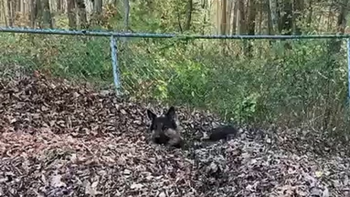 Ecureuil ou chien ? Caché dans les feuilles ce berger allemand est méconnaissable !