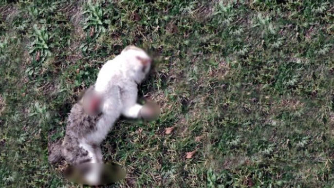 Bolu'yu ayağa kaldıran kedi ölümlerini cinayet büro çözdü