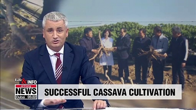 Cassava successfully cultivated in Chungcheongbuk-do Province