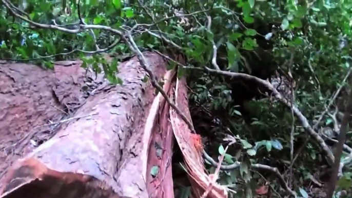 Amazing Fastest Skills Big Tree Felling, Extreme Chainsaw Cutting Tree Machines Work