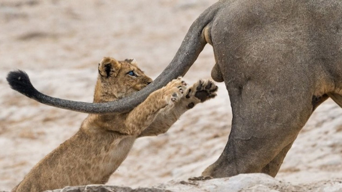 Ce cliché amusant d'un lionceau jouant avec la queue d'un lion, élue photographie animalière la plus drôle de l'année