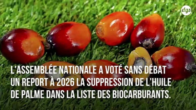 Les lobbies au pouvoir  : nos députés votent le maintien de l'huile de palme parmi les biocarburants