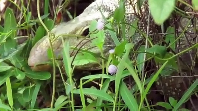 Brave Man Rescues Python From Giant Komodo Dragon Attack   Most Amazing Attack of Animals