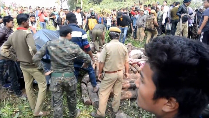 Dois elefantes morrem atropelados por trem na Índia