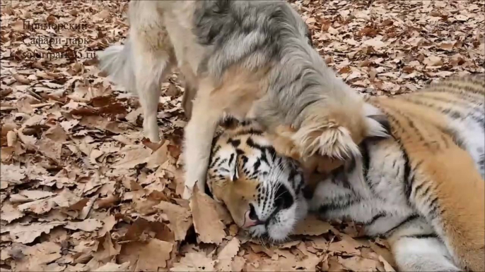 Un tigre et un chien meilleurs amis... Tellement mignon