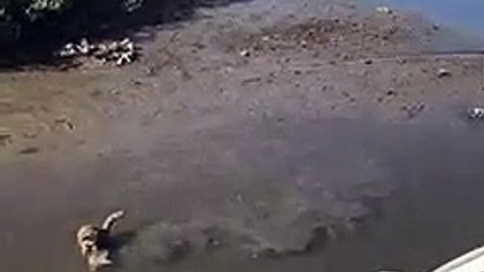 Quand un raton laveur vient voler le poisson d'un pêcheur