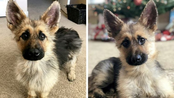 Ce berger allemand nain ressemblera toujours à un petit chiot