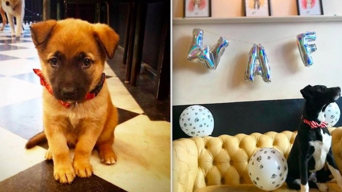 Ce café lillois recueille des chiens abandonnés et les propose à l'adoption, une première en Europe