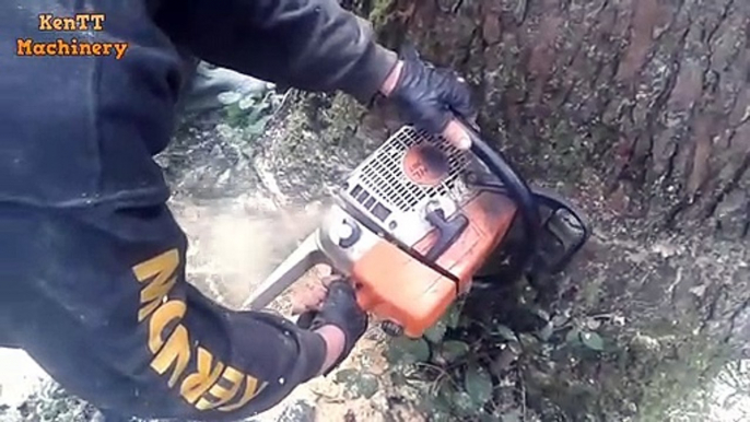 Dangerous Skills Cutting Big Tree Whit Chainsaw in Forest - Extreme Fast Feliing Tree Power Finish