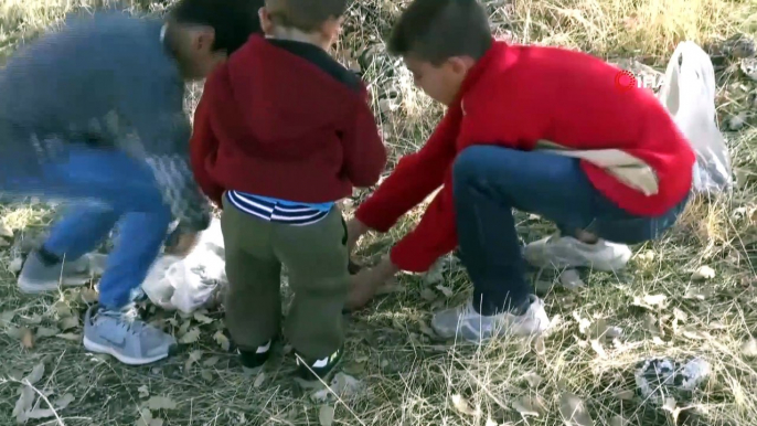 Doğunun kestanesi meşe palamudu toplanmaya başlandı