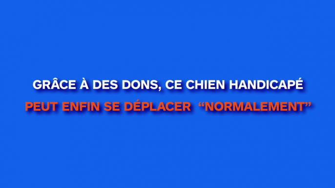 Alors que le chiot avait seulement quelques semaines, ils ont vu ses pattes et ils ont compris qu’il se passait quelque chose de terrible