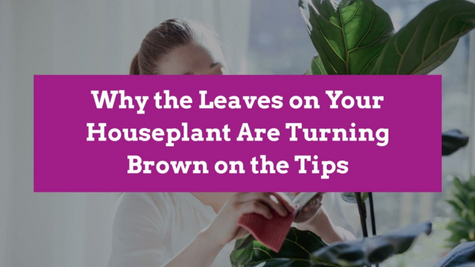 Why the Leaves on Your Houseplant Are Turning Brown on the Tips