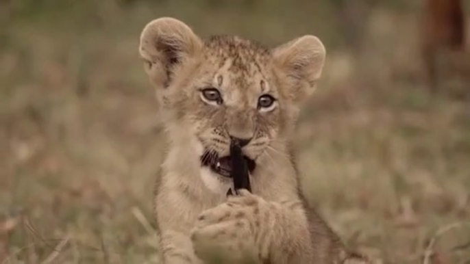 Grandes felinos 1- Masai Mara - DOCUMENTALES DE ANIMALES - ANIMALES SALVAJES - DOCUMENTAL DE ANIMALES,DOCUMENTALES,DOCUMENTALES 2018,documentales interesantes,DOCUMENTALES 2019,DOCUMENTAL,DOCUMENTALES COMPLETOS EN ESPAÑOL,documentales en español