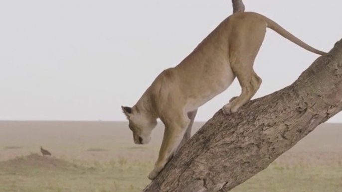 Grandes felinos 2- Peligro en los arbustos - DOCUMENTALES DE ANIMALES - ANIMALES SALVAJES - DOCUMENTAL DE ANIMALES,DOCUMENTALES,DOCUMENTALES 2018,documentales interesantes,DOCUMENTALES 2019,DOCUMENTAL,DOCUMENTALES COMPLETOS EN ESPAÑOL