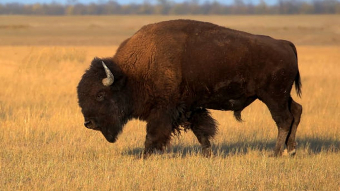 Le bison d'Amérique du Nord retrouve ses terres d'origines