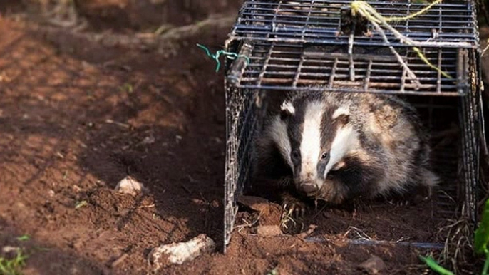 TalkRadio with James Whale 17Dec19 - Dominic Dyer discusses the badger cull