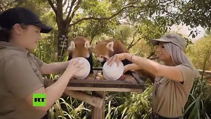 Zoologicos de Sidney, Australia dan a los animales comidas heladas por las altas temperaturas  que han llegado a 45 grados