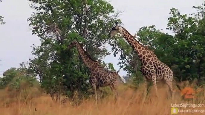 Giraffe Tries Hard to Mate With Female