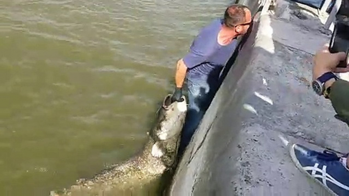 Regardez le monstre que ce pêcheur sort de la seine à paris... silure impressionnant