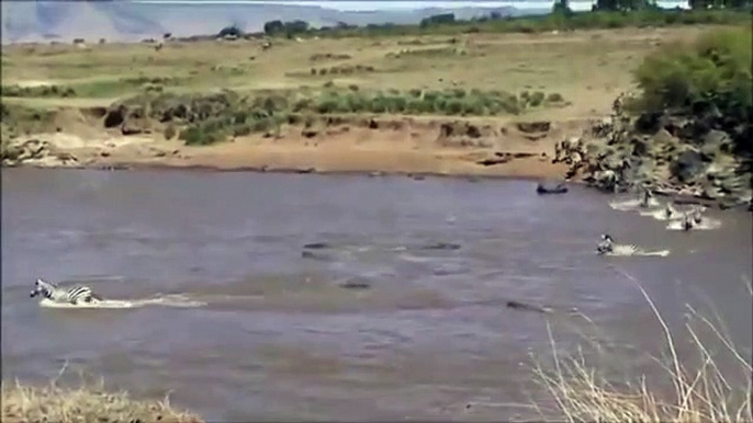 Wildebeest Mara River Crossing The Great Migration|Crocodile Attacks Wildebeest Crossing Mara River Crocodile Attacks Wildebeest Crossing Mara River|Wildebeest Mara River Crossing The Great Migration Crocodile Attacks Wildebeest Crossing Mara River,Masai