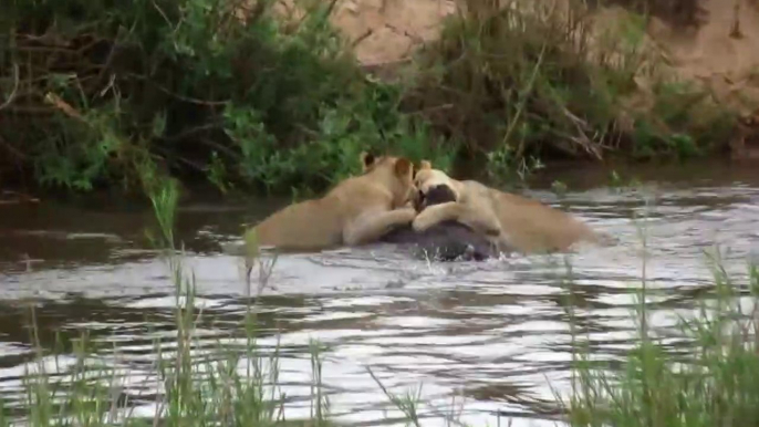 Skukuza - Sabie River Lion Buffalo Killing - Kruger National Park|Lion Killed Buffalo|Buffalo Vs Lion Fight | Kruger National Park South |Best Of Lion Attacks On Wild Animals