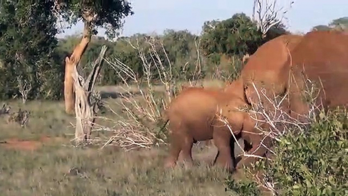 Elephant Vs Python Real Fight   Mother Elephants Rescue baby From Python   Amazing Attack Of Animals