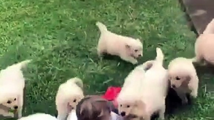 Attaque... de chiots trop mignons sur un garçon de 4 ans !