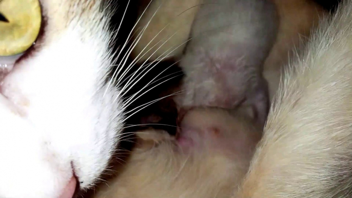 Newborn Kitten Under Mother Cat Care.
