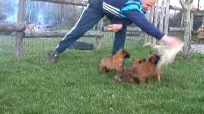 chiots malinois 5 semaines