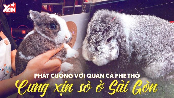 PHÁT CUỒNG VỚI QUÁN CÀ PHÊ THỎ CƯNG XỊN SÒ Ở SÀI GÒN II YANNEWS