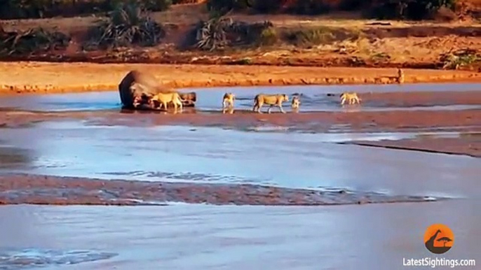 Epic Fight  Lions Attack a Crocodile (2 sets of fighting)