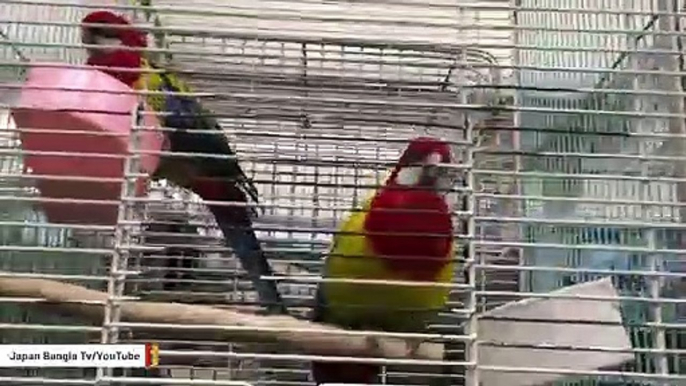 Cops Called Over 'Woman Screaming For Help,' Turns Out It's A Parrot Who Sings And Talks