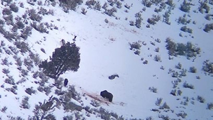 Wolf Pack Surrounds a Grizzly Bear