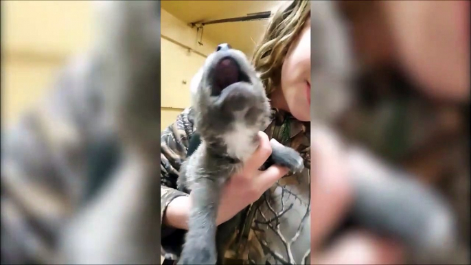 Ce chiot apprend à hurler et c'est trop mignon