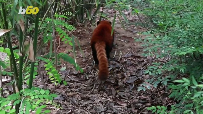 Fugitive Red Panda Finally Found and Returned After Dramatic Rescue