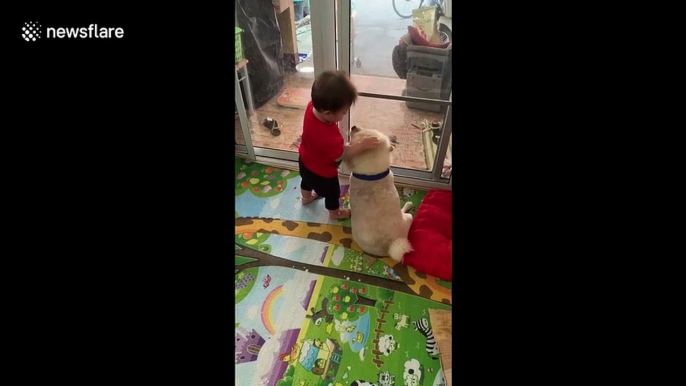 Adorable video shows toddler cuddles pet pooch